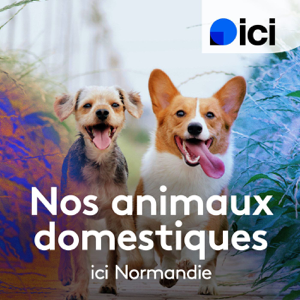 Nos animaux domestiques