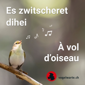 À vol d'oiseau