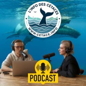 L'info des cétacés