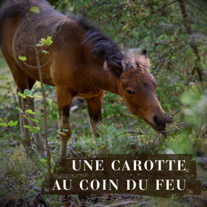 Une carotte au coin du feu
